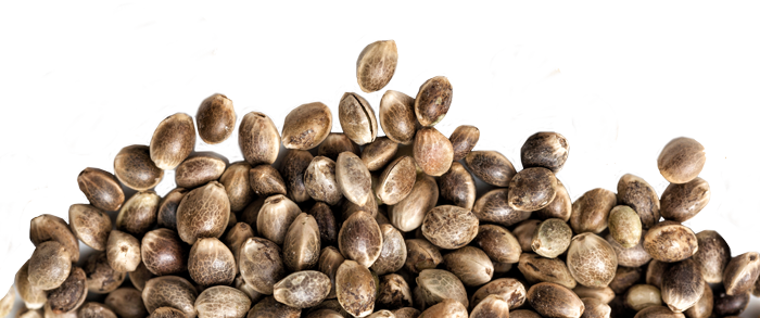 seedsv2